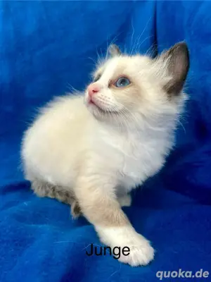 Ragdoll kitten, nur noch 2 Jungs!!