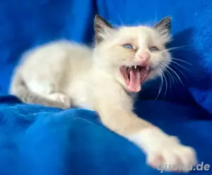 Ragdoll kitten, ein paar noch zu reservieren!!