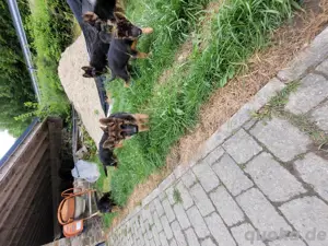  Deutsche Schäferhundwelpen suchen ein neues glückliches Zuhause 