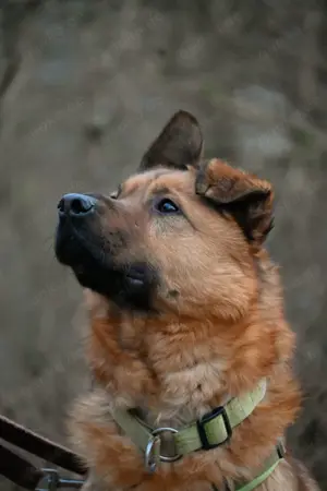 Keano - Rüde Bild 2