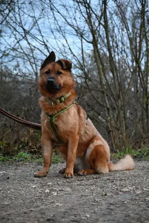 Keano - Rüde Bild 3