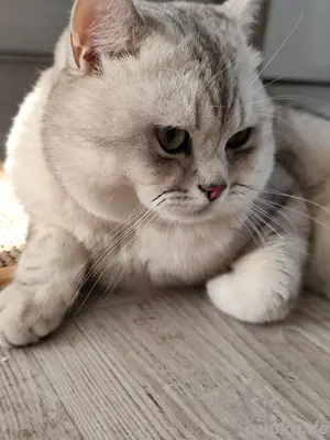 britisch Kurzhaar Deckkater 
