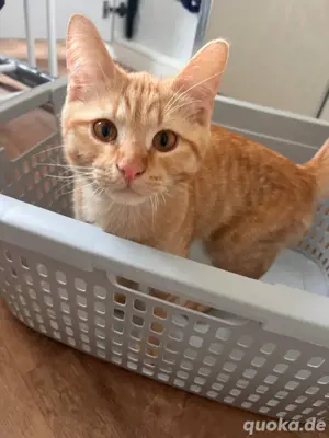 Verspielter junger Kater  sucht neues Zuhause    