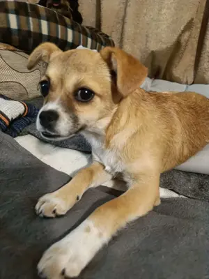 Chihuahua Pekinesen Mix Mädchen 