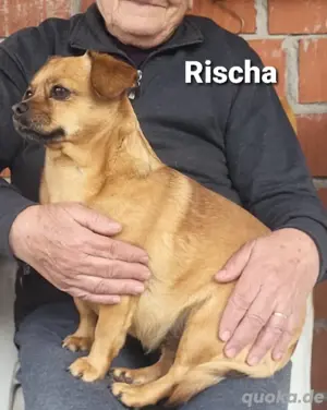 Rischa sucht liebe Mensche inklusive gemütlichem Platz auf dem Sofa *in einer Pflegefamilie*