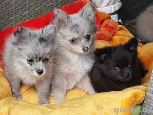 wunderschöne Pomchi Welpen suchen liebevolles neues Zuhause Chihuahua  Pomeranian  Zwergspitz Mix