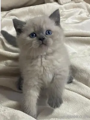 BKH Katzen Babys 