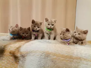 Britisch Kurzhaar Kitten lilac 