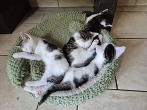 Niedliche Kitten abzugeben :) 
