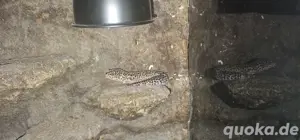 Leopardgecko Männchen 