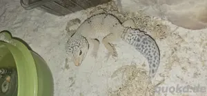 Leopardgecko Weibchen 