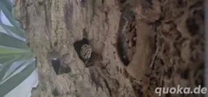 Leopardgecko weibchen 