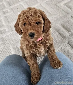 Pudel mittel red fawn