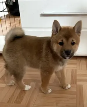 Shiba Inu Welpen 8Wochen - wir dürfen ausziehen :) Sesam
