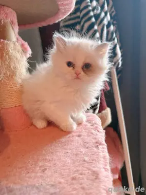 baby katzen
