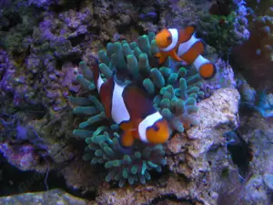WhatsApp-Gruppe Meerwasser HESSEN Austausch Meerwasseraquaristik 