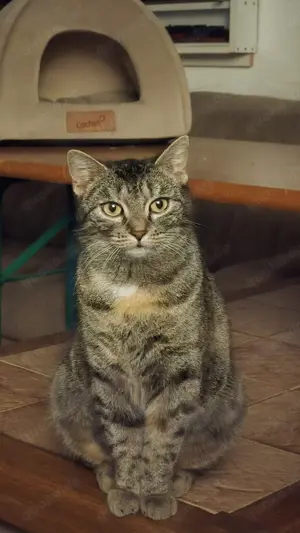 Ava - Kätzin