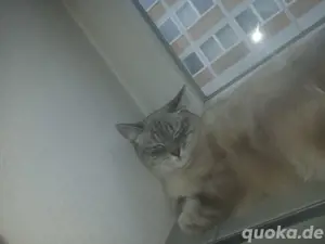 Katze ( Weibchen) zu verkaufen 