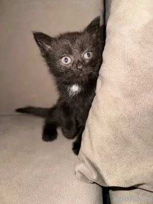 katzenbaby
