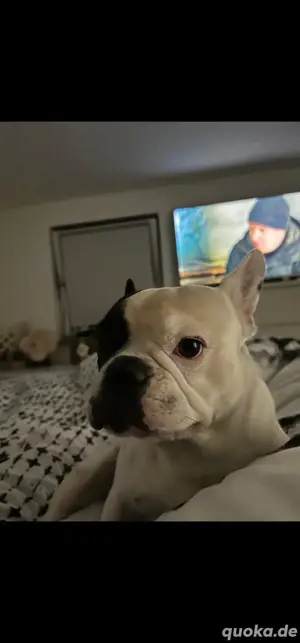 Französische bulldogge