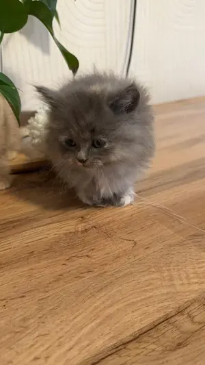 Wunderschöne kitten