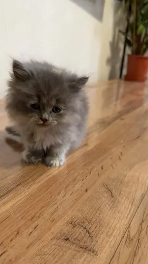 Wunderschöne kitten