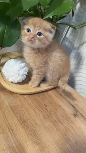 Kitten suchen neue zuhause