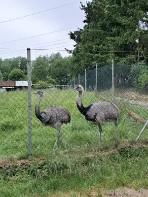 Nandu pärchen 