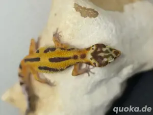 0.2 Leopardgecko Mädchen