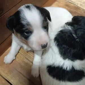 Jack Russel Welpen 