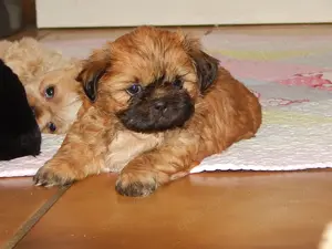 Shih Tzu Mix Welpen suchen liebevolles Zuhause Bild 6