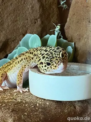 Leopardgecko Weibchen inkl. Terrarium 