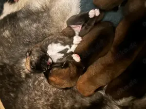 Süße Hunde Welpen; Husky X Ridgeback Bild 3