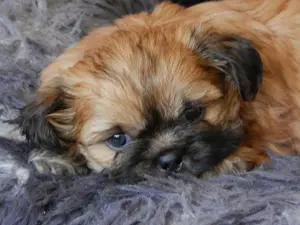 Shih Tzu Mix Welpen suchen liebevolles Zuhause Bild 5