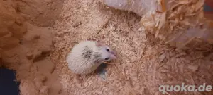 Afrikanischer Weißbauchigel mit Terrarium und Zubehör 