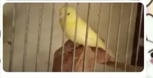 Kanarienvögel