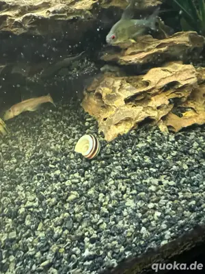 schnecken aquarium 