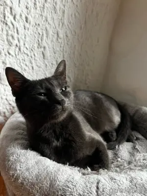 Katze sucht zuhause