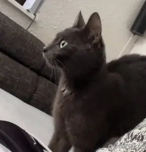Katze sucht zuhause Bild 3