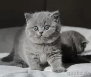 BKH kitten mit stammbaum 