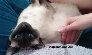 Kitten von OKH SIAM (bald) abzugeben