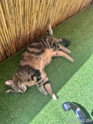 Zwei Katzen & Zubehör!