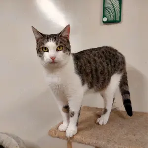 Fragles - freundlicher Kater sucht DICH!