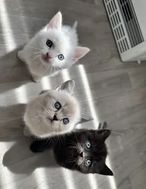 Süße Bkh und Perser Mix Kitten