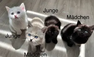 Süße Perser Mix Kitten Bild 1