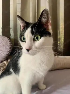 Schmusekatze Kiki