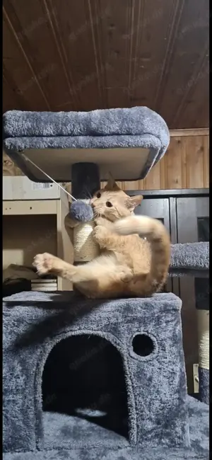 2 Hauskater Geschwister zu Verschenken. 