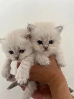 süße BKH BLH Kitten suchen liebevolles zu Hause 