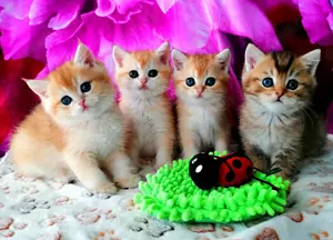 Reinrassige BKH Kitten mit Stammbaum