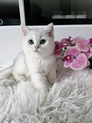 BKH kitten